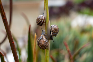 Snails and plants after the rain