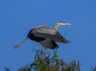 heron in flight