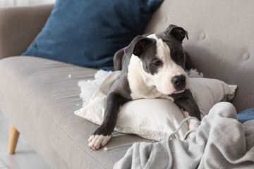 Naughty Staffordshire Terrier with torn pillow lying on sofa at home