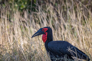 Southern Ground Hornbill