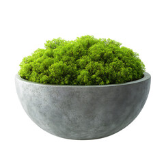 A 3D Decorative Artificial Moss Plant in a Modern Bowl Isolated on Transparent Background