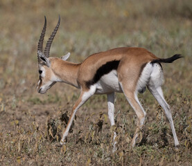 Thompson's Gazelle