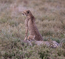 Cheetah Pair in Rain