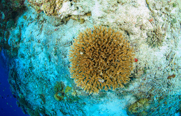 Top view of a hard coral in the whitish sand, in the ocean.