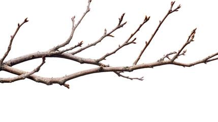 dead tree branches on transparent background