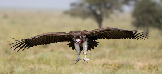Obraz premium Vultures Feeding on Carrion