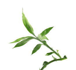 Beautiful decorative bamboo plant isolated on white