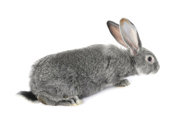 Fluffy grey rabbit on white background. Cute pet