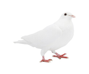 Obraz premium One dove isolated on white. Graceful bird