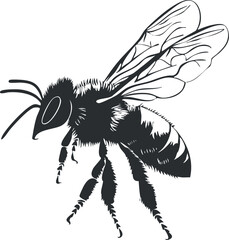 Obraz premium Black and white illustration of a bee with detailed wings and body, showcasing nature's elegance.