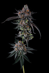 Full Cannabis Branch