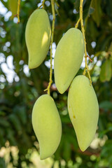 Closeup of green mango hanging,mango farm. Agricultural concept,Agricultural industry concept.