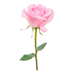 Delicate Pink Rose Flower on Stem with Green Leaves
