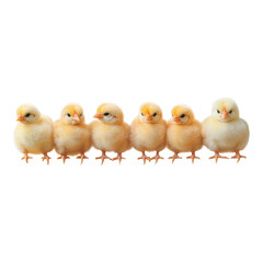 Fototapeta premium Cute Yellow Chicks Standing in a Row