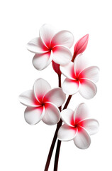 Naklejka premium Flor. Plumeria rubra aislada sobre fondo transparente. PNG.