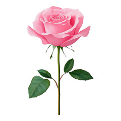 Beautiful Pink Rose with Green Leaves and Stem