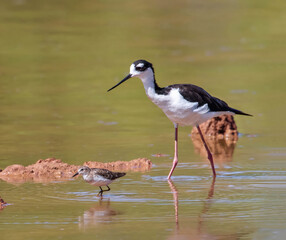 Fototapeta premium A Black-necked Stilt following behind a Least Sandpiper in the shallow waters of a mudflats lake at the Gilbert Water Ranch Riparian Preserve in Arizona.