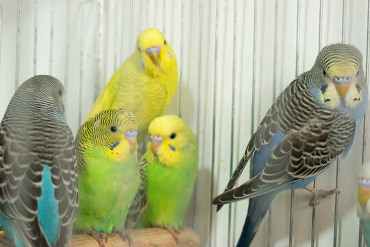 Colorful parrots and parakeets in cages &ndash; exotic birds for pet care and animal education themes"