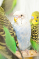 Colorful parrots and parakeets in cages – exotic birds for pet care and animal education themes