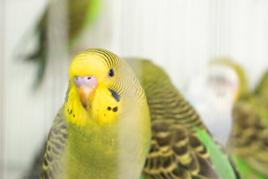 Colorful parrots and parakeets in cages &ndash; exotic birds for pet care and animal education themes"