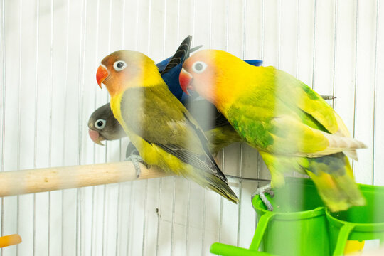 Colorful parrots and parakeets in cages &ndash; exotic birds for pet care and animal education themes"