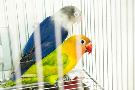 Colorful parrots and parakeets in cages &ndash; exotic birds for pet care and animal education themes"