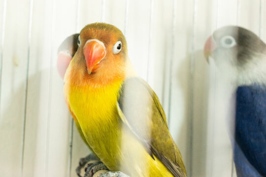 Colorful parrots and parakeets in cages &ndash; exotic birds for pet care and animal education themes"