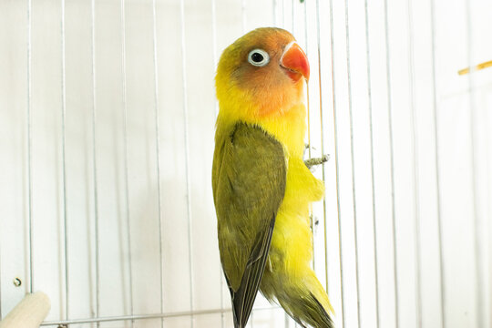 Colorful parrots and parakeets in cages &ndash; exotic birds for pet care and animal education themes"