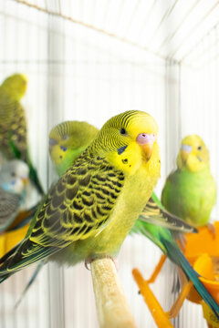 Colorful parrots and parakeets in cages &ndash; exotic birds for pet care and animal education themes"