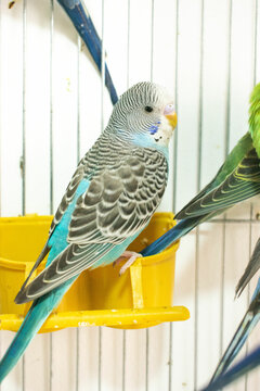 Colorful parrots and parakeets in cages &ndash; exotic birds for pet care and animal education themes"