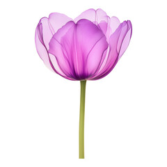 Fototapeta premium Vibrant Pink Tulip Bloom Isolated