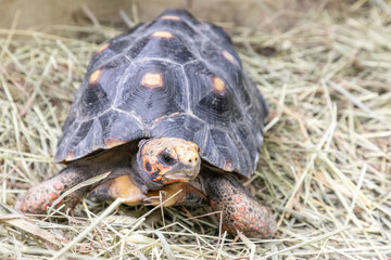 Red footed tortoise Chelonoidis carbonaria with some pyramided scutes