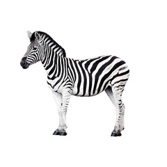 zebra on white background