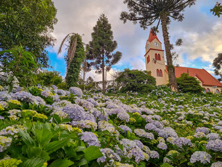 Hillside with blooming hydrangeas and a church in the background