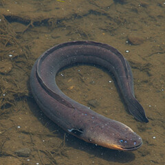 🐟 Electric eels can produce up to 860 volts! ⚡ That’s strong enough to stun prey or deter predators. Imagine having built-in electricity! ⚡⚡ Would you dare to touch one? 😱
