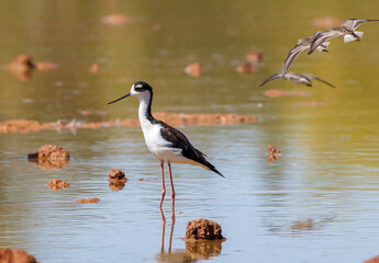 A Black-necked Stilt stands in the shallow waters of a Riparian Preserve as a flock of Least Sandpipers fly by in the background.