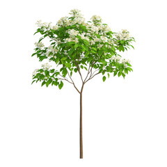 Blooming Flowering Tree with Green Leaves and Bark