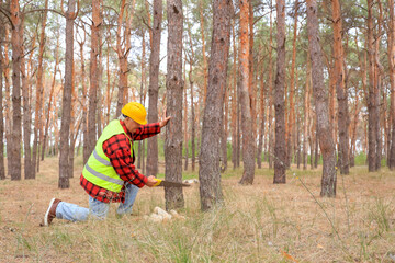 Senior forester sawing tree in forest