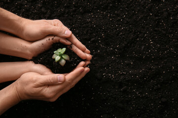 Couple holding plant on ground, top view