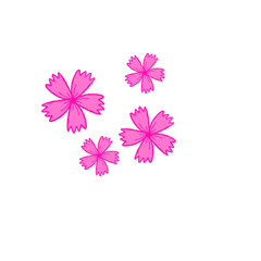 pink flowers on white background