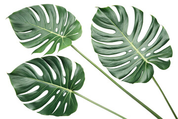 Monstera leaves isolated on transparent background - generated by ai