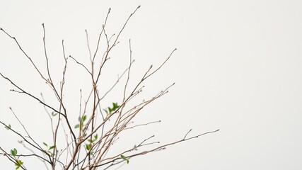 Fototapeta premium Delicate Twigs and Plant Branches, Natural Design Element