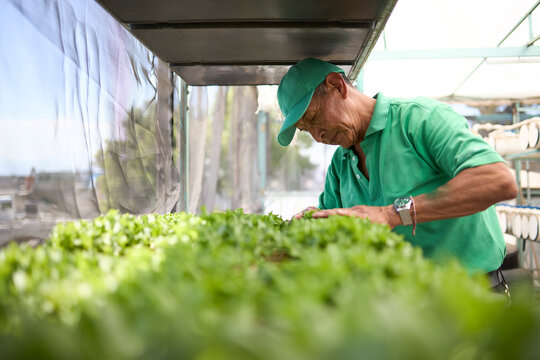 Senior farmer inspecting hydroponic lettuce in a greenhouse