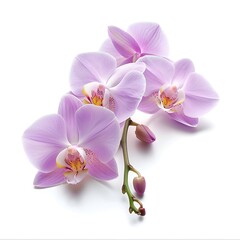 Naklejka premium Orchid Isolated on White Background. Beautiful Orchid Flower