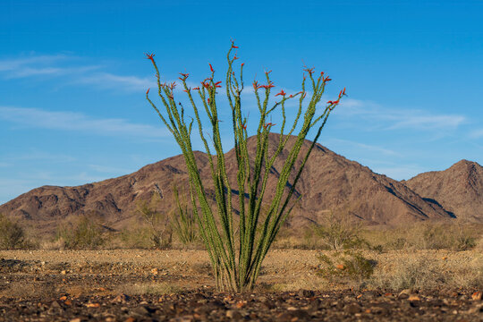 Sonoran desert ocotillo  flowering in spring