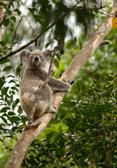 Koala climbing a tree in the wild at Gold Coast, Queensland, Australia.
