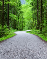 Fototapeta premium Serene road winding through dense woods inviting exploration and adventure in nature's embrace