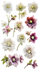 Gorgeous Hellebores Blossoming in an Array of Colors and Shapes - Beautiful Floral Arrangement in Different Blooms and Varieties Transparent png graphic resource