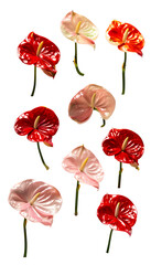 Anthuriums In Vibrant Shades: A Stunning Collection Of Colorful Anthurium Flowers for Home Decor and Gardening Inspiration Transparent png graphic resource