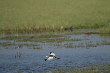 Sri Lankan Birds in the Wild. 